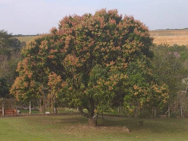 Chácara para Venda em Boituva - 5