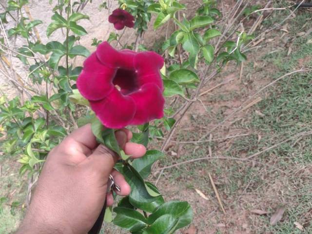 #TR1394 - Terreno para Venda em Boituva - SP - 3